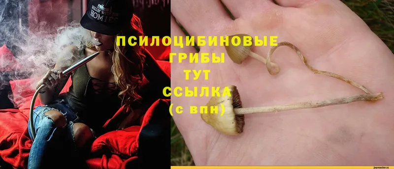 Псилоцибиновые грибы Magic Shrooms  купить  цена  Тетюши 